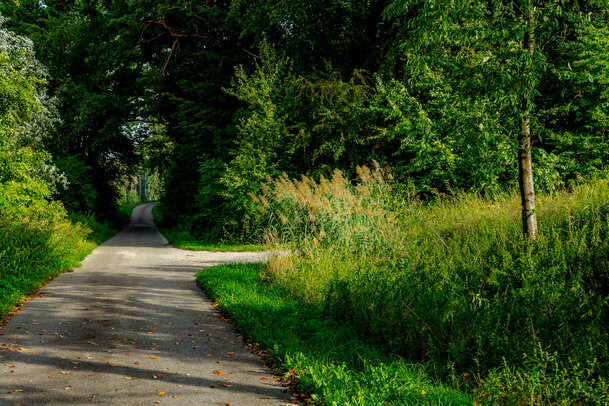 Thumbnail: _JA 40800 geteerter Feldweg, Natur pur, Schilf.jpg